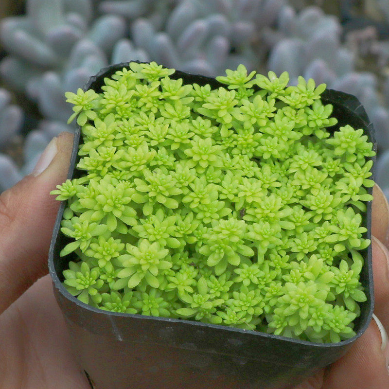 黄金万年草多肉植物组合套餐肉肉植物室内花卉植物盆栽多肉
