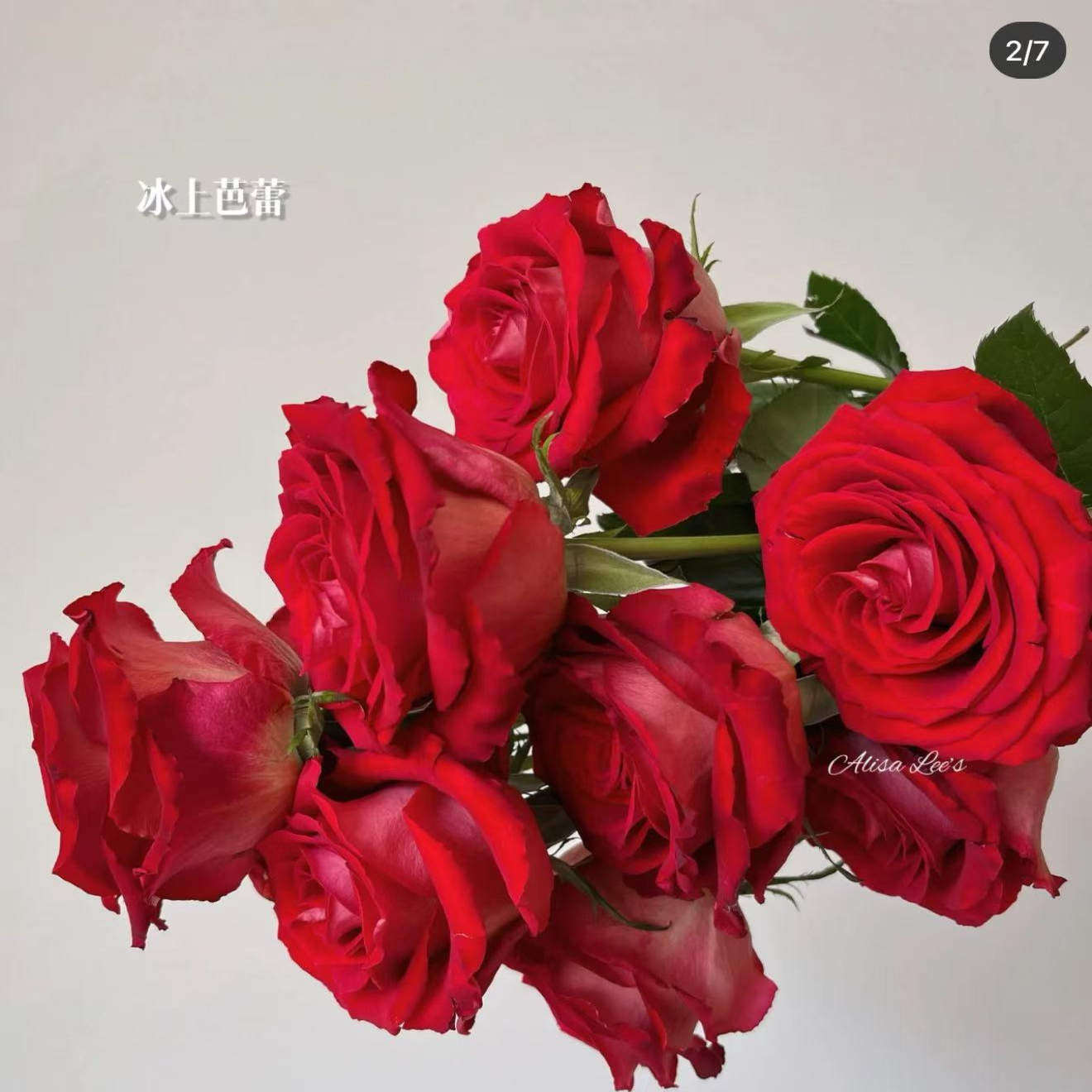 冰上芭蕾小苗帝王系列复色大花
