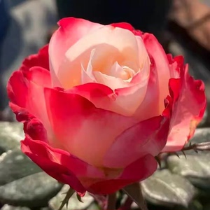 欧月德国丹陶乡愁/思乡月季渐变色大花浓香多季开花庭院阳台种植