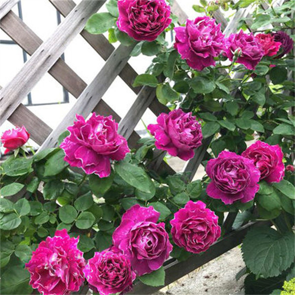 紫袍玉带 精品大花藤本月季扦插苗 庭院花园爬藤攀援浓香玫瑰小苗,鲜花速递/花卉仿真/绿植园艺,月季/蔷薇/玫瑰,淘宝优惠券,粉丝福利购,淘宝优惠卷