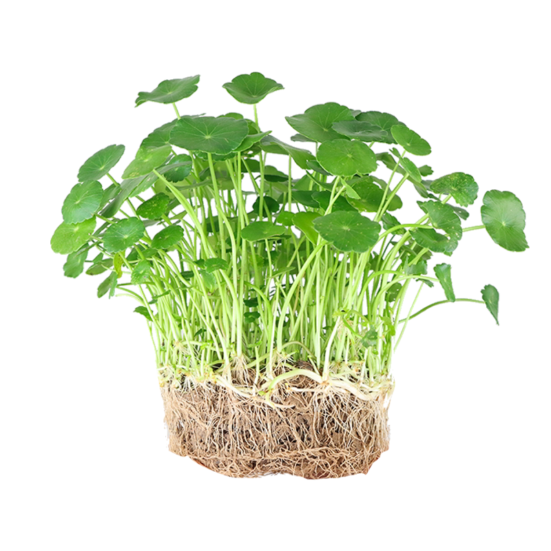 植物金钱草客厅桌面盆栽景办公室