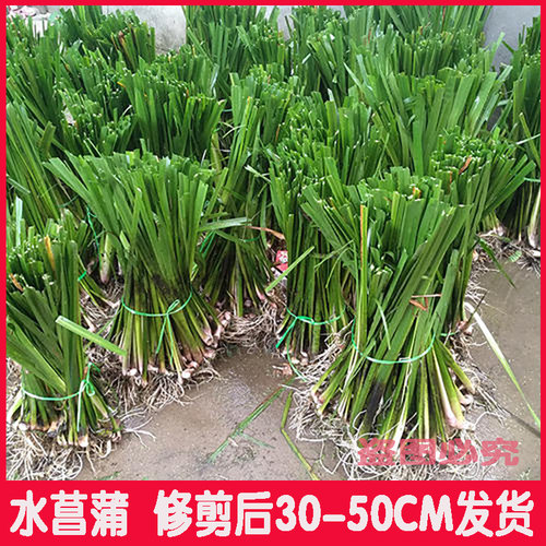 水菖蒲苗室外挺水水生剑草水质臭