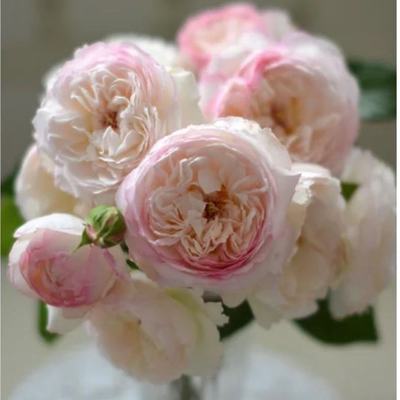 肥皂/香皂 河本新品强浓香粉色耐热阳台多季开花月季盆栽