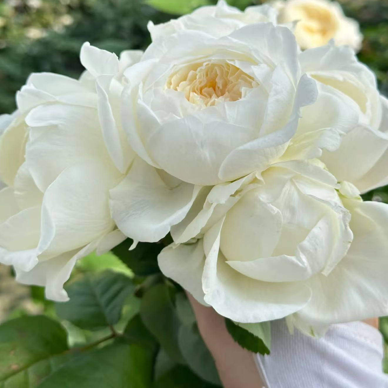 皎月仙子 切花玫瑰直立抗病花卉月季盆栽月季花苗,鲜花速递/花卉仿真/绿植园艺,月季/蔷薇/玫瑰,淘宝优惠券,粉丝福利购,淘宝优惠卷