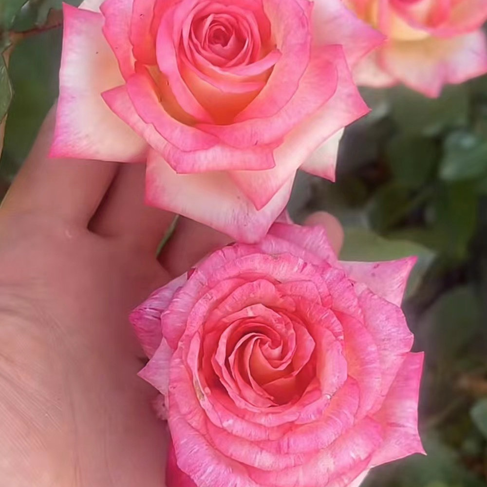绝代双骄 双色月季花苗 大花直立性好大花浓香阳台庭院花卉绿植