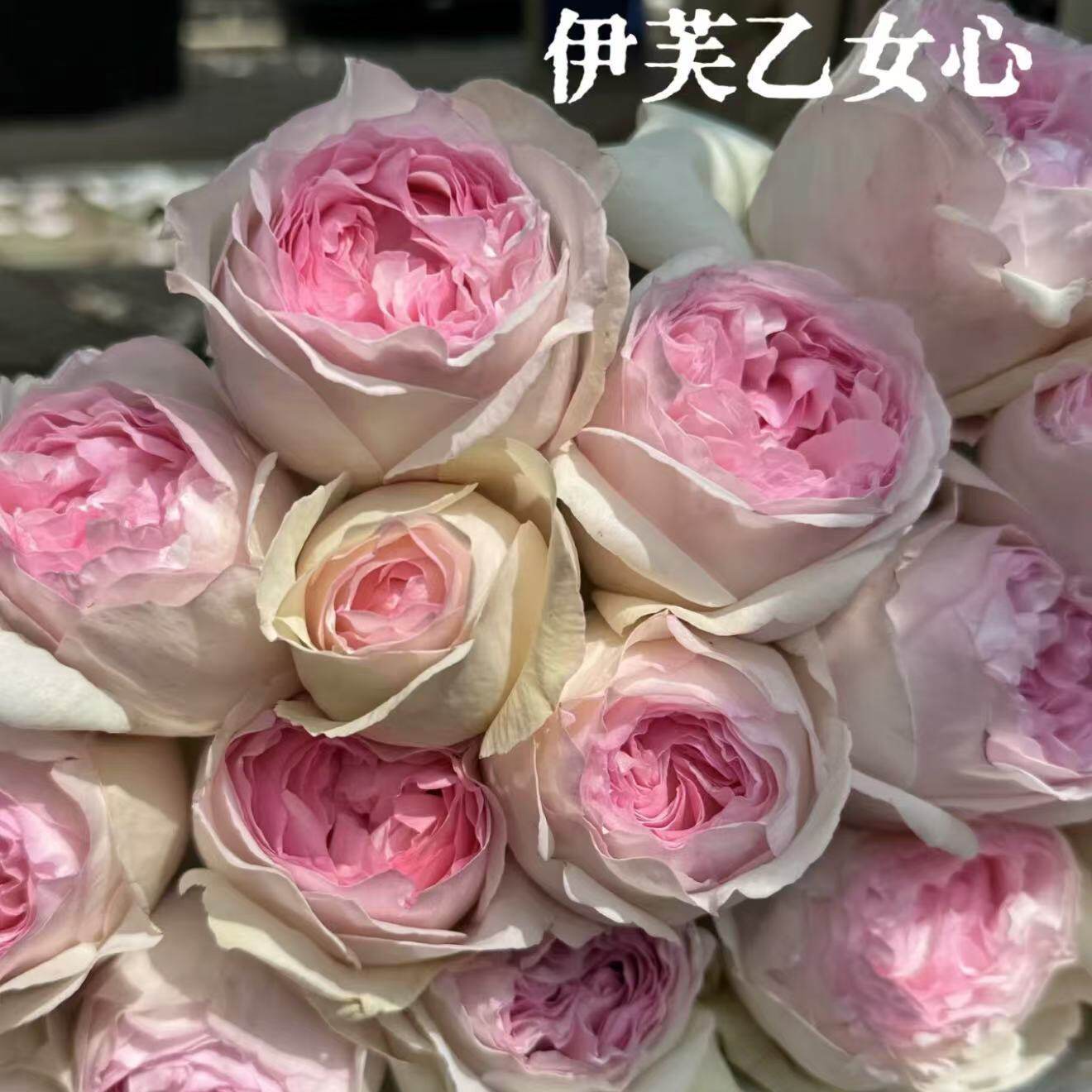 乙女心大花浓香月季