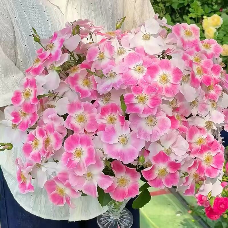 桃华影 月季花苗单瓣丰花灌木庭院花园观赏性植物花卉盆栽