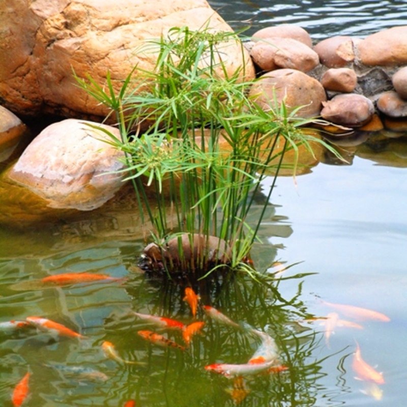 挺水植物 沼泽过滤种在水里的植物沼泽过滤植物水培植物清池净水