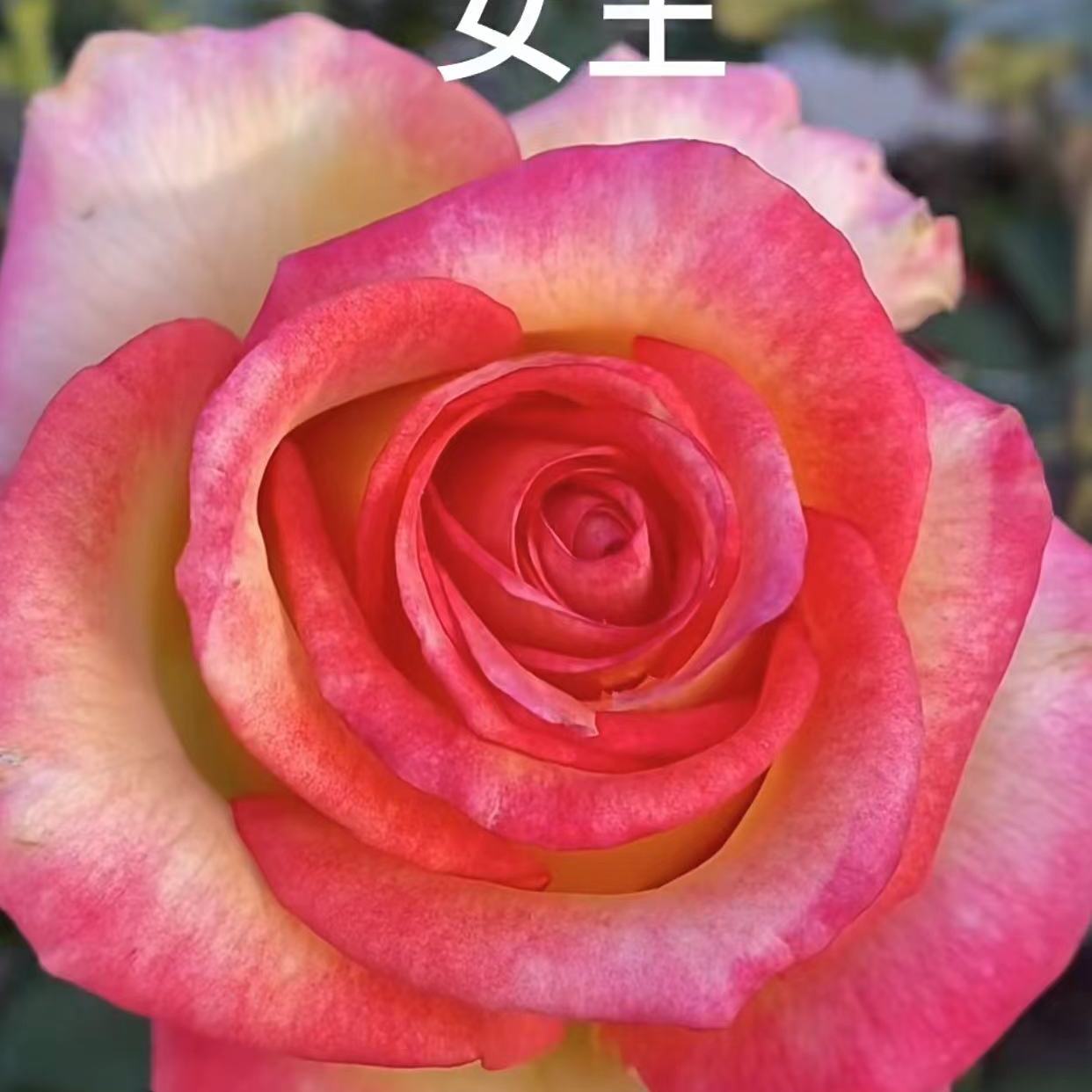切花女王 月季花苗新品 阳台庭院盆栽花卉植物 耐热勤开花