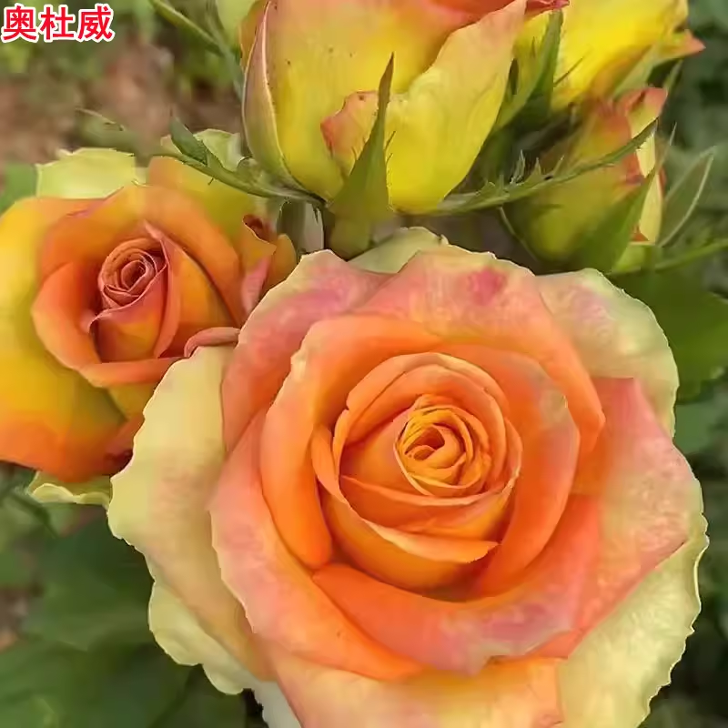 新品奥杜威月季苗灌木