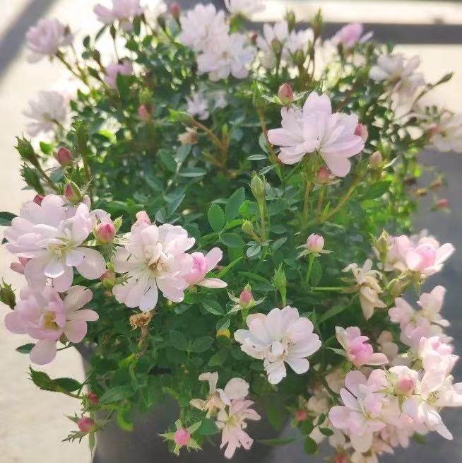 【姬桃白/雏桃白】超新品微型月季  姬月季金平糖姬乙女等级,鲜花速递/花卉仿真/绿植园艺,月季/蔷薇/玫瑰,淘宝优惠券,粉丝福利购,淘宝优惠卷