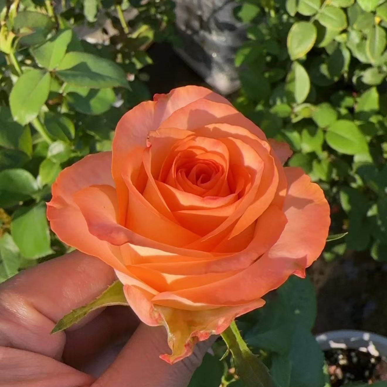 新品 【芮尔】 月季花苗灌木大花切花玫瑰直立勤花庭院阳台盆栽