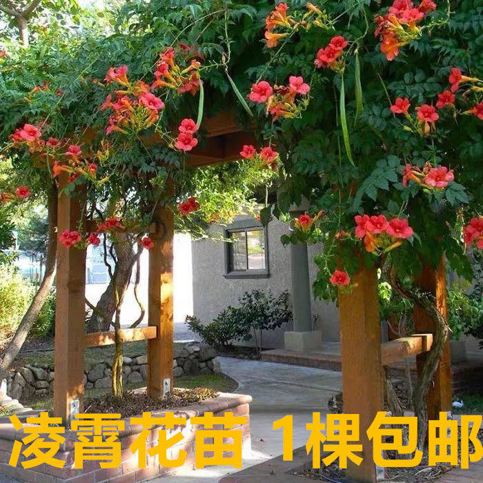 美国凌宵凌霄花苗花树盆栽爬藤植物庭院带花 攀爬阳台当年开花