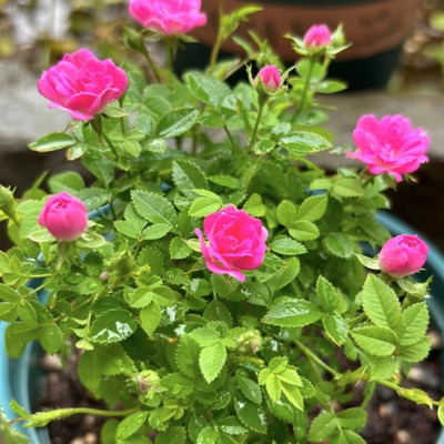 【高尾台】超微新品微月 花量大 月季 阳台 盆栽 花卉