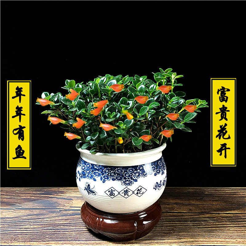 绿植驱蚊桌面开花不断吊兰盆栽