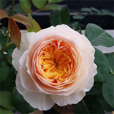 朱丽叶扦插花苗淡香直立