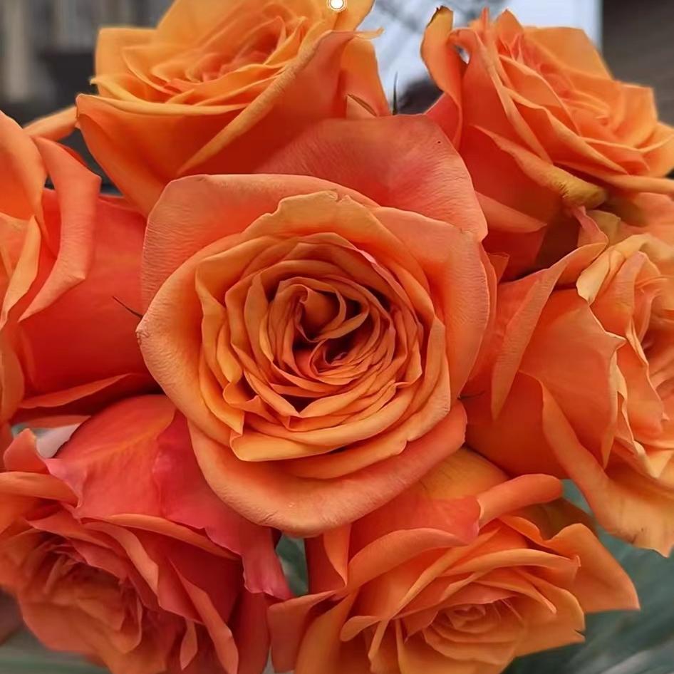 【玛瑙】超新品切花玫瑰扦插月季苗绿植庭院