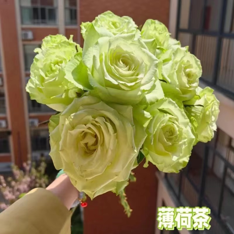 【薄荷茶】肯尼亚进口切花月季多季直立绿色灌木庭院阳台花卉