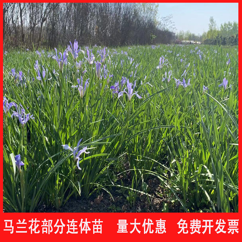 马蔺花苗马莲马兰花苗马韭水生植物旱菖蒲苗耐盐碱植物绿化工程苗
