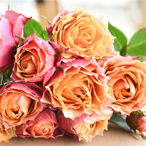 阳台月季 永远的那不勒斯 欧月庭院花园多季盆栽月季花扦插小苗,鲜花速递/花卉仿真/绿植园艺,月季/蔷薇/玫瑰,淘宝优惠券,粉丝福利购,淘宝优惠卷