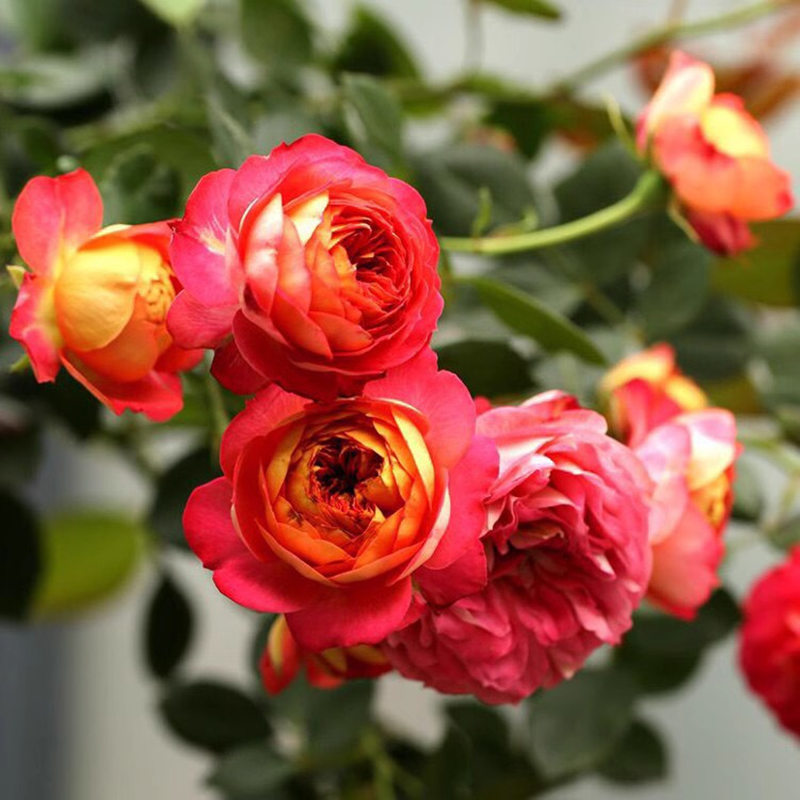 味景开节季藤栅大薇月门