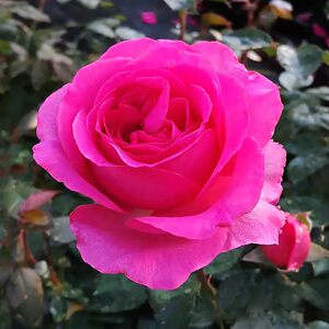 欧月 特拉方特月季 大花浓香 灌木 阳台庭院盆栽植物