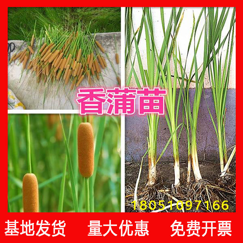 香蒲草挺水植物水生花卉植物香蒲 水烛菖蒲苗水池绿化造景水培植