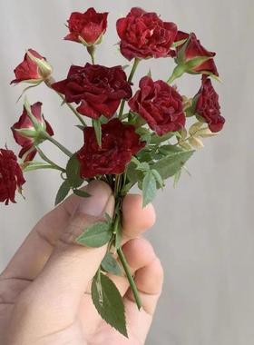 泰国小妹 稀有品种 藤本超微月季 迷你月季 红色重瓣月季 丝绒感