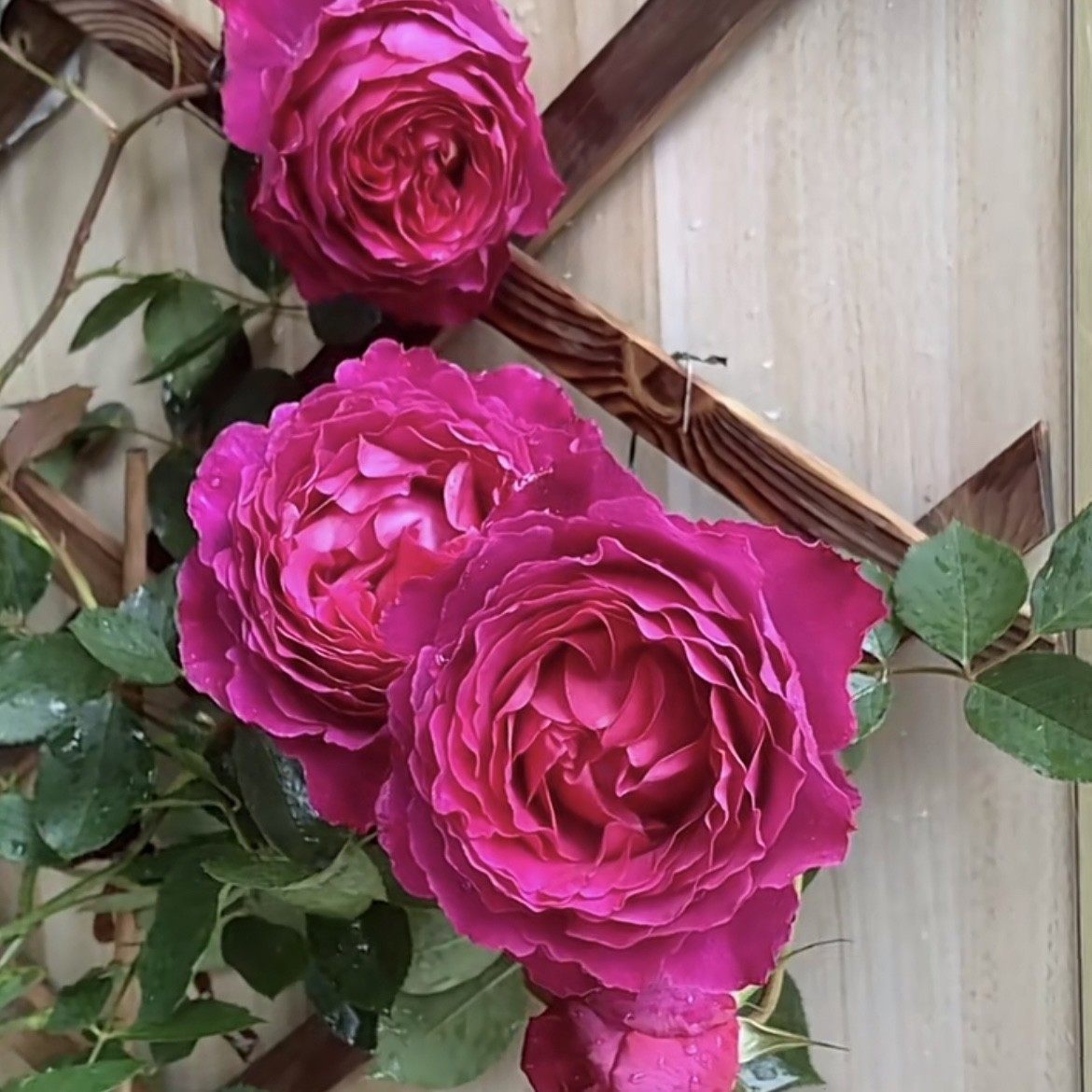 【芳香花园】情迷芳香灌木月季大花浓香盆栽月季