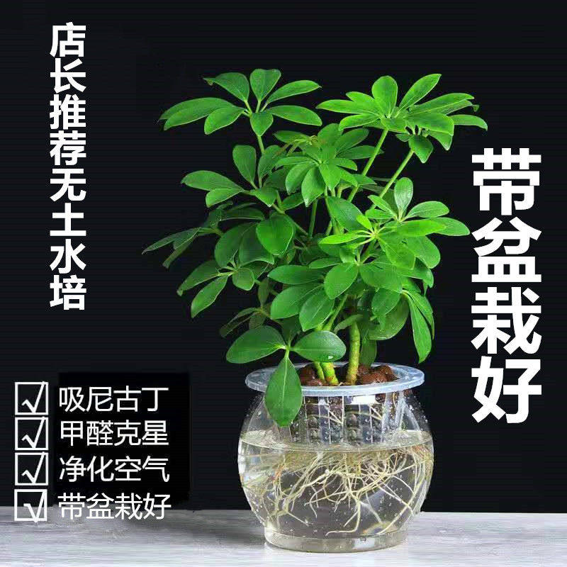 发财树办公四季常青桌面小绿植