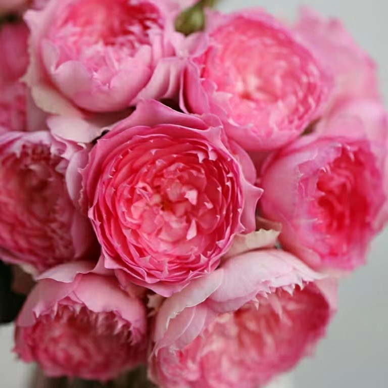 溶溶月月季玫瑰多季开花