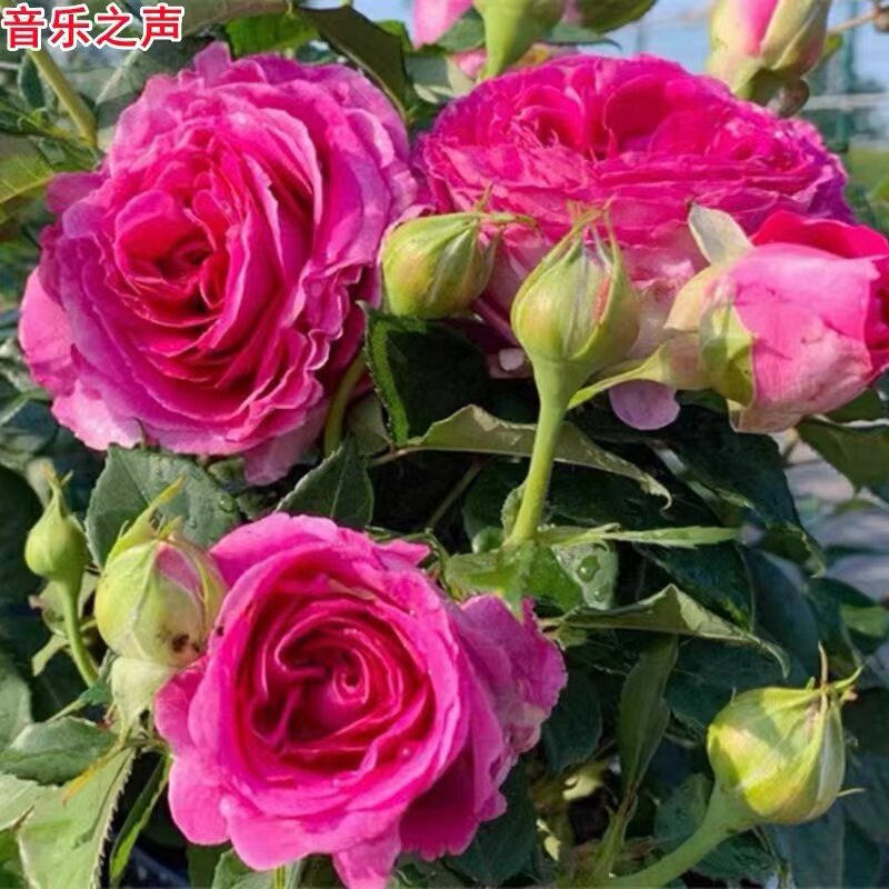 音乐之声/玛利亚小姐月季超新品浓香勤花抗病科德斯阳台盆栽花苗