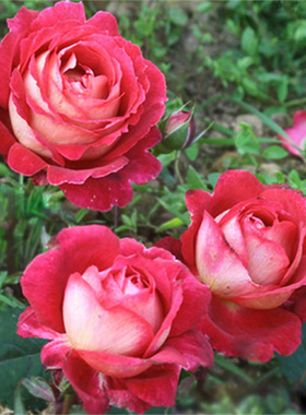 马萨德医生 月季扦插花苗大花浓香复色灌木丰花花卉绿植