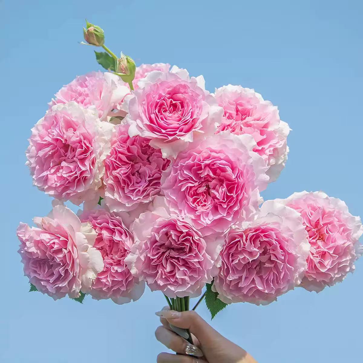 【凝脂 】月季 露凝香芽变灌木勤花大花浓香庭院阳台盆栽