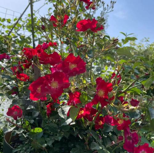 耐寒天鹅绒地毯月季 耐高温开花机器花期长低维护庭院地被月季花