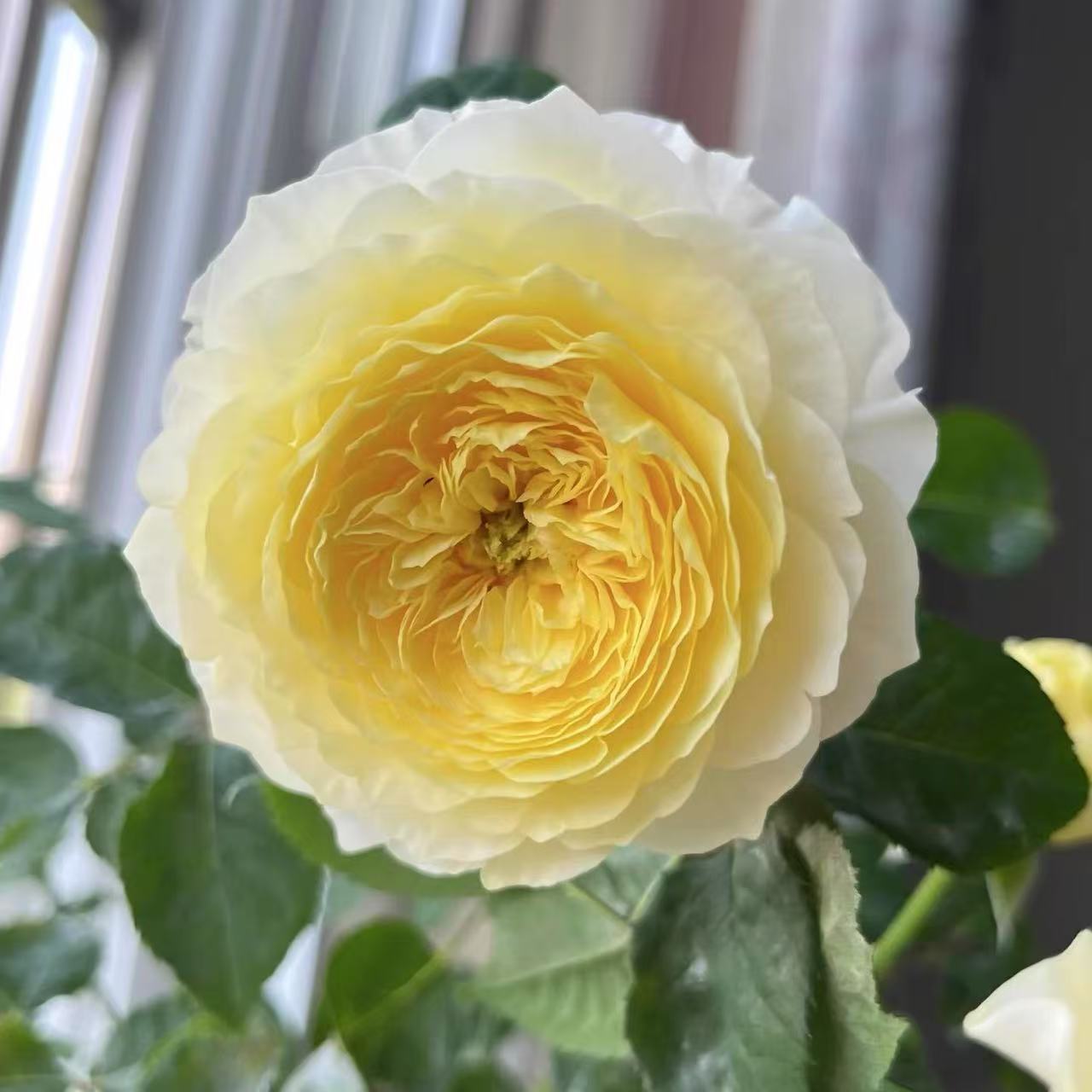 新品 浮光 月季花苗大花勤花重瓣 耐热 庭院 阳台 盆栽 花卉