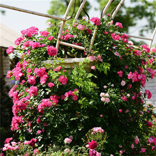 安吉拉藤本月季扦插花苗  经典攀爬攀援 蔷薇花苗