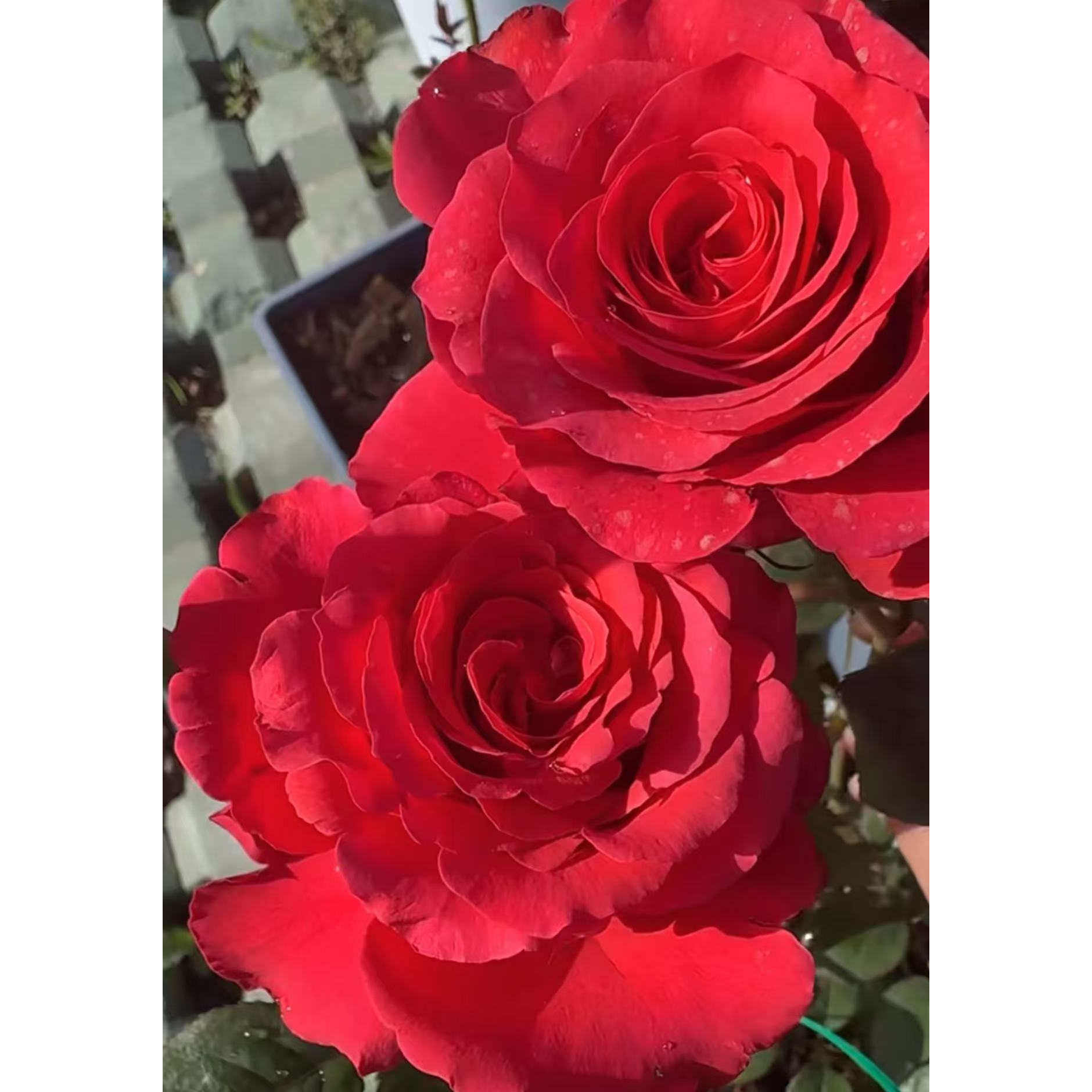 阿尔塔米拉 新品月季花苗切花 阳台盆栽庭院植物花卉