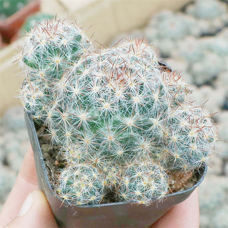 松霞仙人掌盆栽办公桌面易养活多肉植物室内创意绿植小盆景仙人球