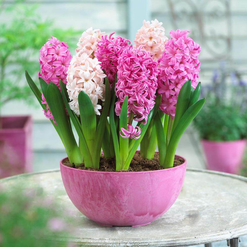 风信子水培桌面春季浓香花味景