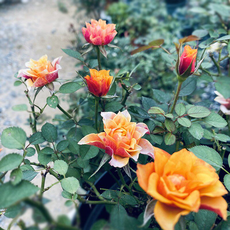 微月比基尼经典复古色月季阳台庭院勤花多头四季开花玫瑰盆栽