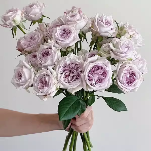 超新品广藿香月季淡紫大花