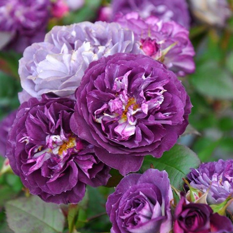 圣十字军 月季花苗河本纯子新品浓香大花多头阳台庭院盆栽花卉,鲜花速递/花卉仿真/绿植园艺,月季/蔷薇/玫瑰,淘宝优惠券,粉丝福利购,淘宝优惠卷