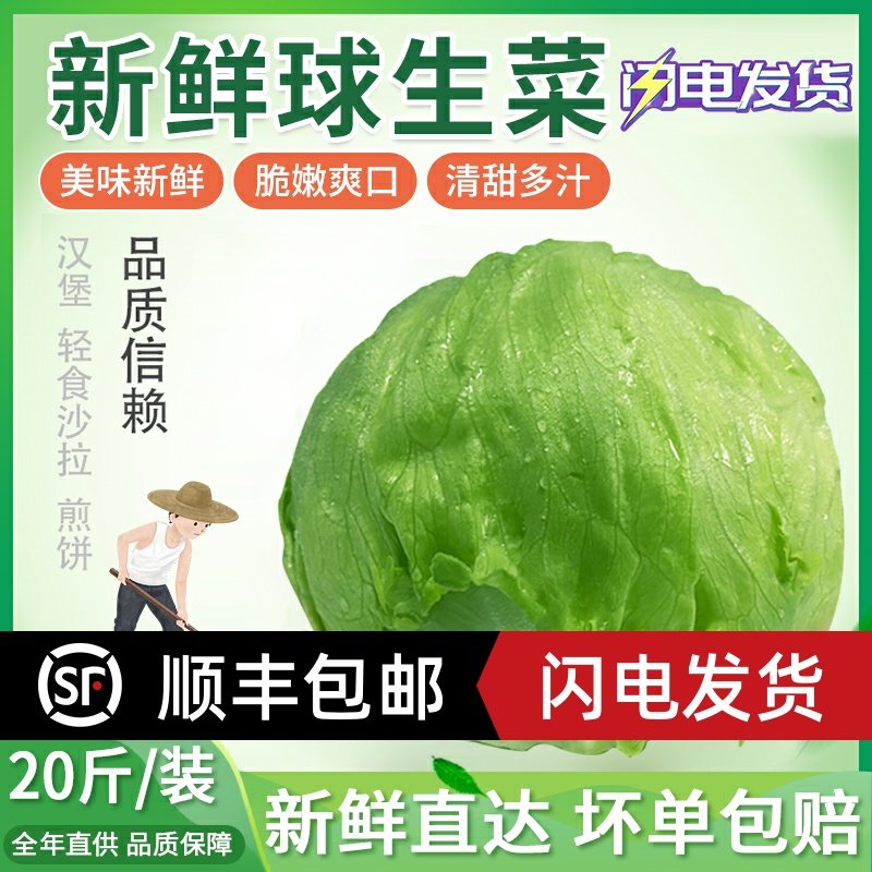 20斤包邮圆生菜新鲜汉堡用西餐新鲜蔬菜沙拉食材结球形圆型西生菜