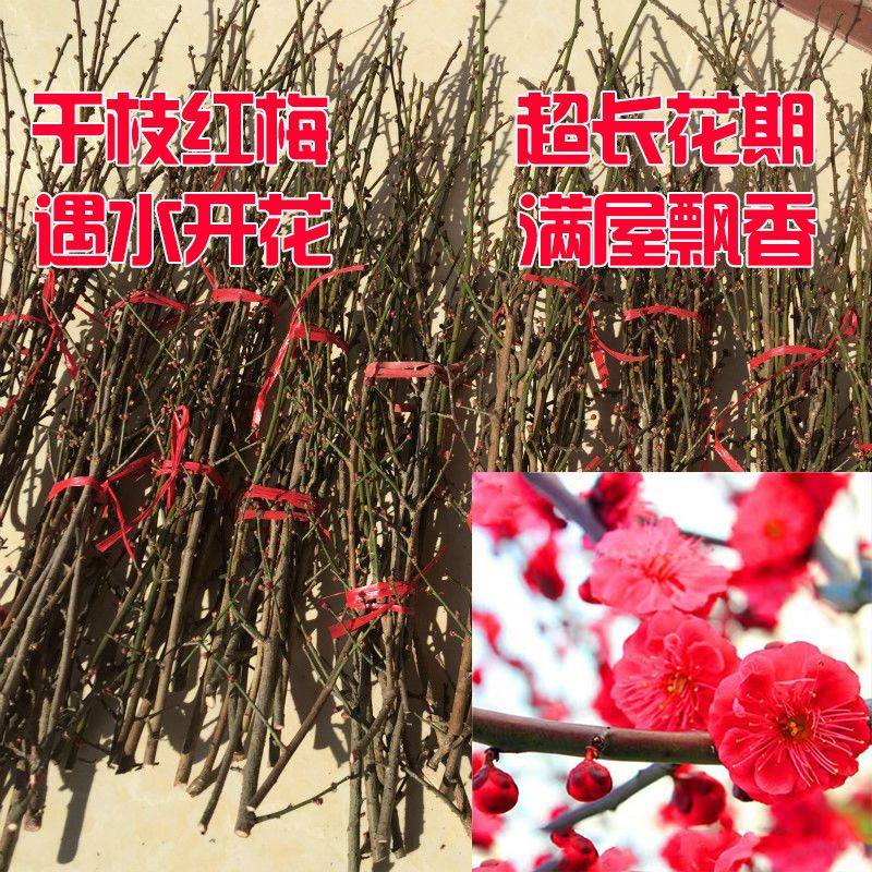 干枝腊梅【遇水开花】干枝红梅绿梅花泡水开花雪柳鲜切干树枝室内 - 小编推荐 - WePost 全民代运 - 马来西亚中国淘宝代运与集运专家