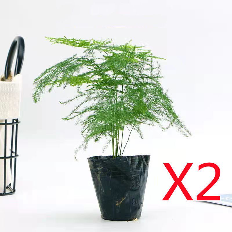 文竹盆栽植物室内净化空气办公室小绿植花卉大全盆景四季常青水培