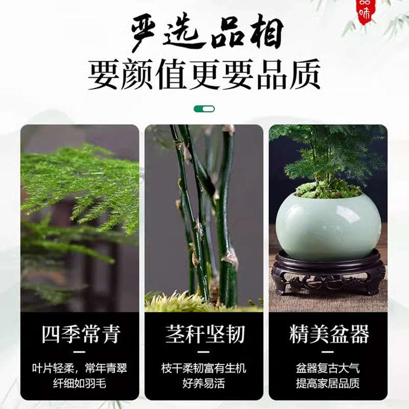 文竹盆栽植物室内办公室水培客厅懒人小绿植花卉大全盆景四季常青