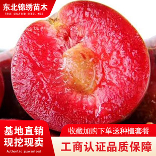 桃树果苗稀有品种中华血桃桃树苗嫁接桃树苗罕见的水果苗南北种植