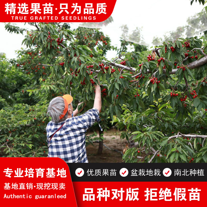 车厘子果树苗嫁接南北方种植结果