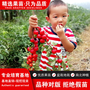 钙果树苗稀有品种欧李南方北方种植果树苗钙果苗鲜食补钙当年结果